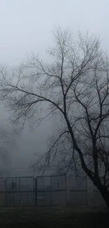 Misty silhouette of a tree against a foggy background, creating a serene atmosphere.