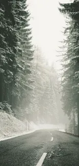 Misty winter forest road with snow-covered trees