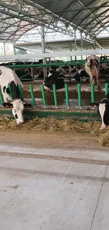 Cows feeding in a modern dairy barn.