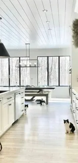 Modern kitchen interior with natural light and cats.