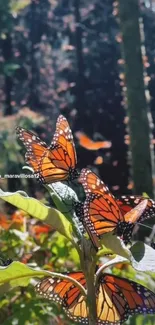 Monarch butterflies rest on leaves in a serene forest scene.