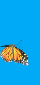 Monarch butterfly on a bright blue background wallpaper.