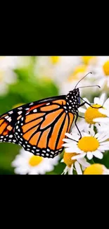 Monarch butterfly resting on daisy flowers, vibrant nature scene.