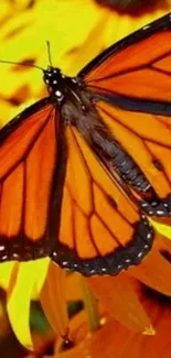 Orange monarch butterfly on yellow sunflower.