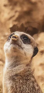 Mongoose Meerkat Carnivore Live Wallpaper