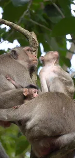 Monkey family resting on a tree branch in a lush green forest setting.