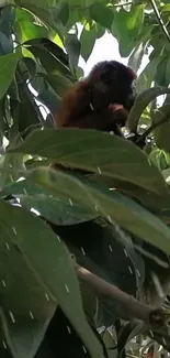 Monkey camouflaged in dense green leaves, peeking through foliage.