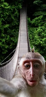 Monkey on jungle bridge with lush greenery background.