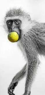 Monochrome monkey holding a lime.