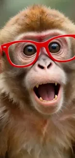 Amused monkey wearing red glasses looks surprised.