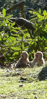 Two monkeys sitting in a green forest setting with lush foliage.