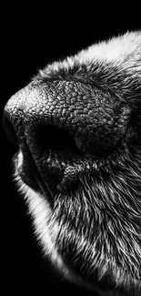 Close-up black and white image of an animal's textured nose.