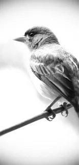 Monochrome image of a sparrow perched on a branch against a soft background.