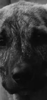 Monochrome close-up of a dog's face in grayscale for wallpaper use.