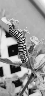 Zebra-striped caterpillar on leaf in black and white.