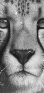 Monochrome cheetah close-up wallpaper, ideal for wildlife enthusiasts.