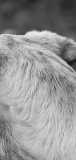 Monochrome close-up of dog's fur in artistic detail.