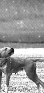 Black and white image of a dog standing in an open field.