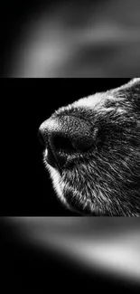 Monochrome close-up of a dog's textured nose.