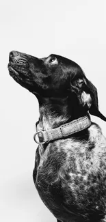 Black and white dog portrait wallpaper.