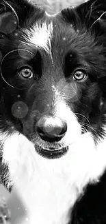 Monochrome portrait of a border collie with soft light bokeh.