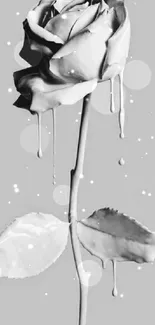 Monochrome gray rose with dripping effect.