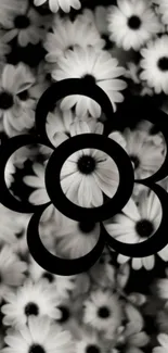 Monochrome flower design wallpaper with abstract circles over daisies.