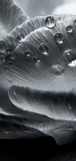 Close-up of a monochrome flower with droplets on petals.