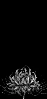 Minimalistic monochrome flower on black background.