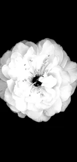 Monochrome flower on black background wallpaper.