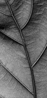 Detailed monochrome leaf texture with intricate vein patterns.