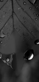 Monochrome leaf with dewdrops wallpaper.