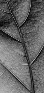 Monochrome leaf texture with detailed veins in grayscale.