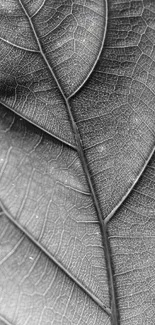 Close-up of monochrome leaf veins showcasing intricate textures.