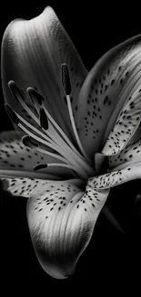 Monochrome lily flower on a black background.