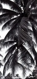 Black and white palm trees in a tranquil landscape.