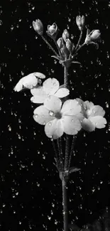 Black and white flower with raindrops wallpaper.