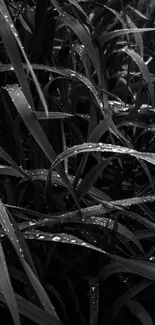 Monochrome close-up of rain-soaked grass leaves.