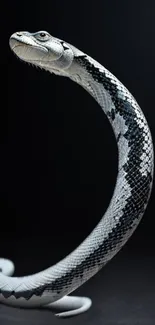 Monochrome snake art with a black background for mobile wallpaper.