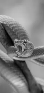 Monochrome snake coiled on a branch, striking nature wallpaper.