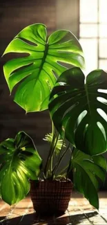 Mobile wallpaper of a green monstera plant with sunlight.