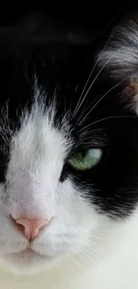 Close-up of a black and white cat with green eyes.