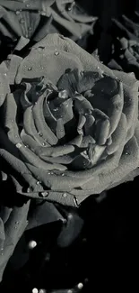 Black and white wallpaper of dewy roses with a moody aesthetic.