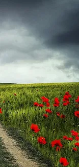 Field with red flowers under a moody sky.