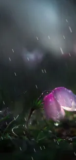 Moody pink flower with raindrops under soft natural light.