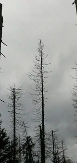 Silhouette of tall, leafless trees against a dark, cloudy sky.