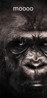 Moody gorilla close-up wallpaper for mobile screen.