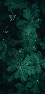 Moody green leaves with water droplets