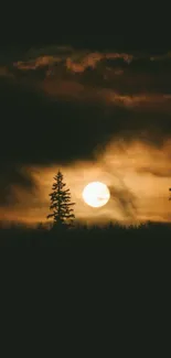 Moody forest silhouette with moonlit night sky.