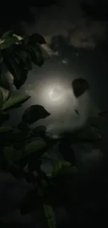 Moody night wallpaper with moon and leaves.